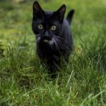 animals, lawn, cat-3288637.jpg