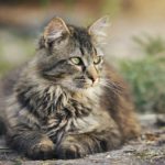 cat, feline, pet-3449999.jpg