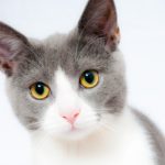 cat, pet, animal-1151519.jpg