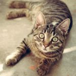 cat, tabby, surprised-618470.jpg