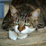 cat's eyes, cat, feline-2671903.jpg