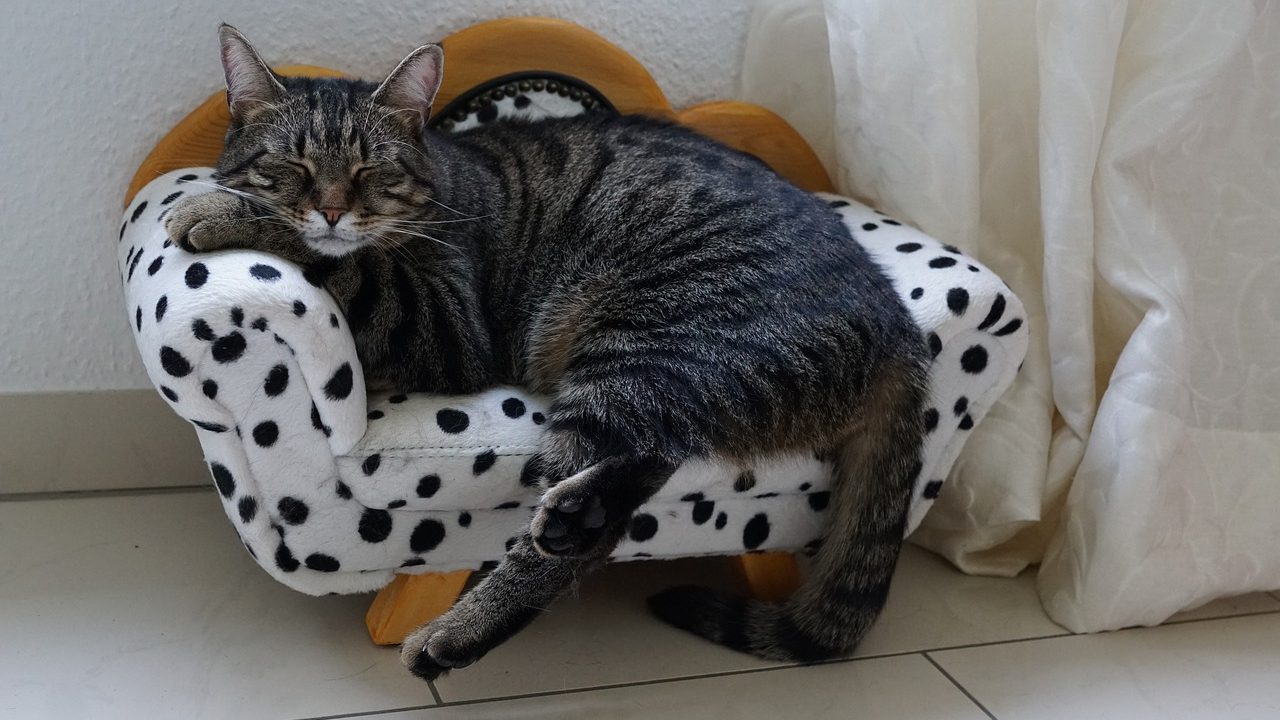 Foster cat sleeping in a bed