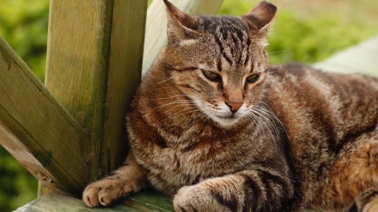 Image showcasing How To Prevent An Outdoor Cat From Getting Fleas