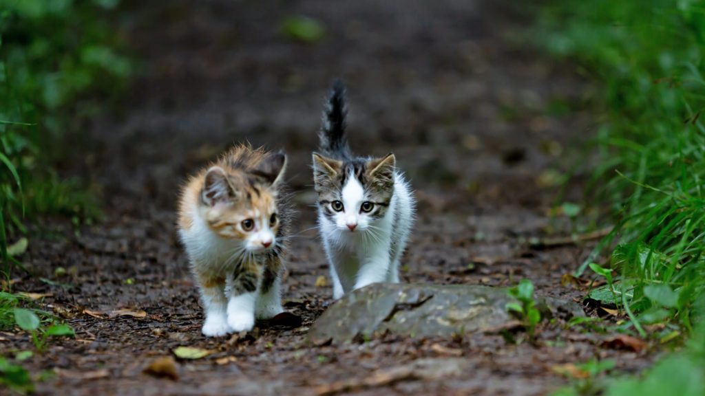 Bonded outdoor cats