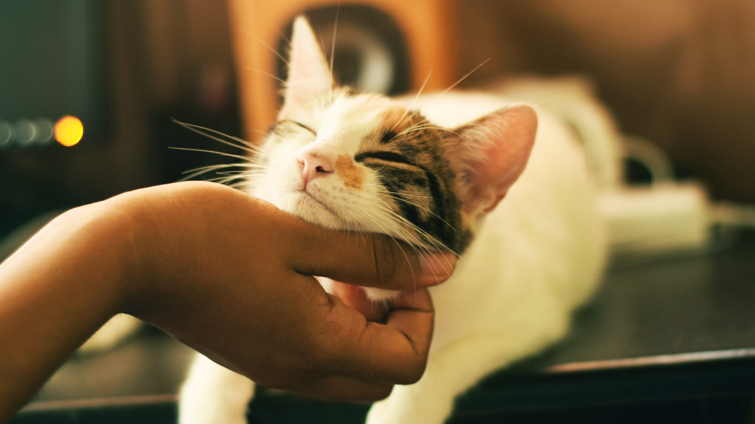 Cute cat and human