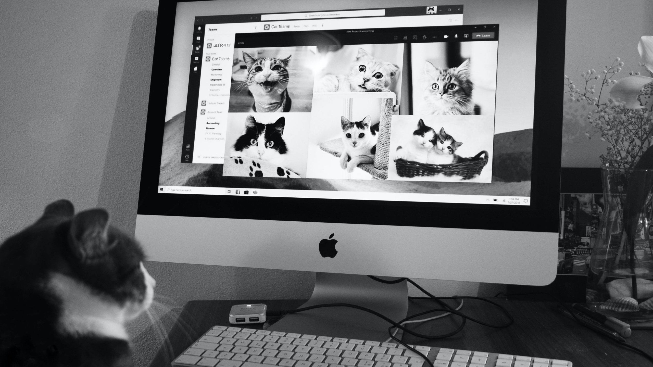 A Trapper's Life Cat Blog