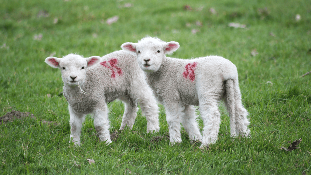 Farm animal baby lamb