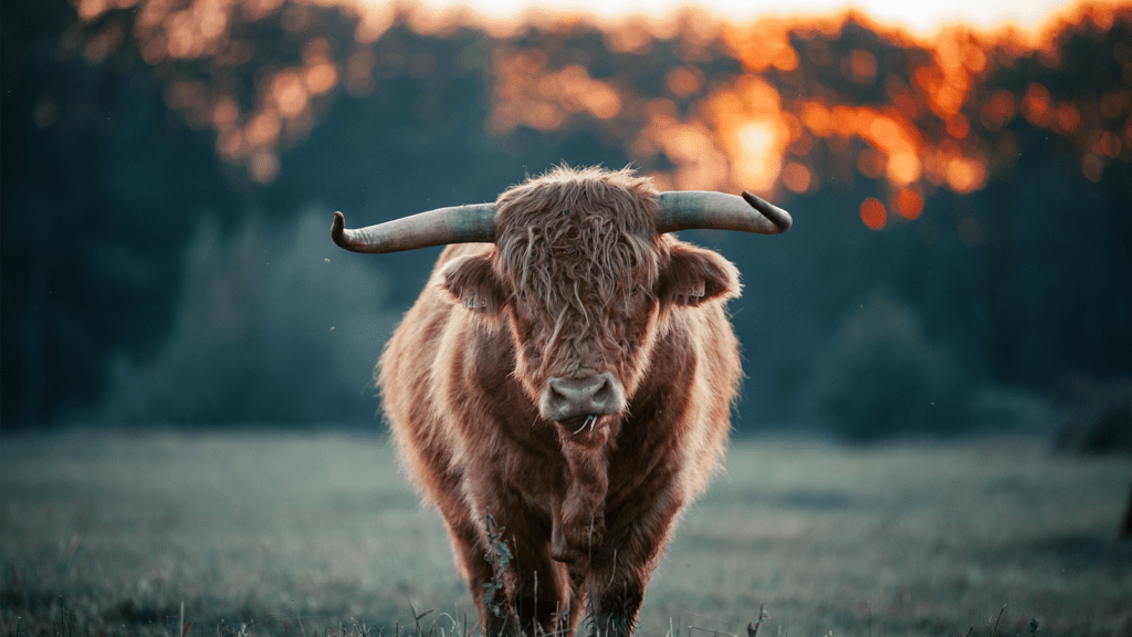 Animal rights buffalo