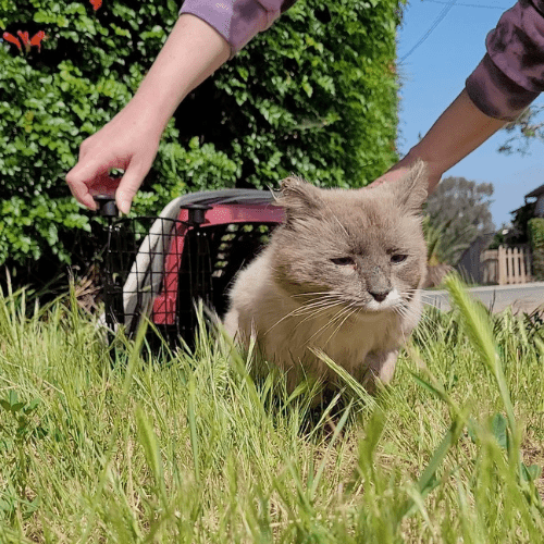 Cat Release During TNR