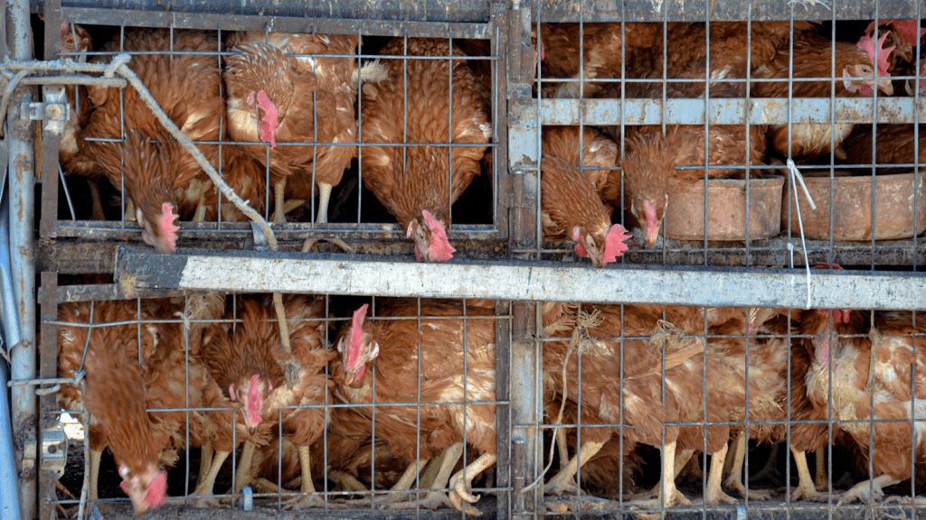 chickens in cage