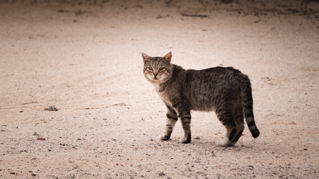 feral cat