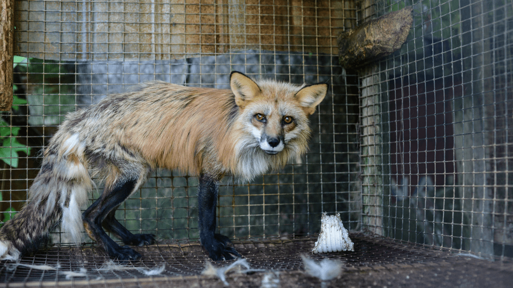 Fur trade fox