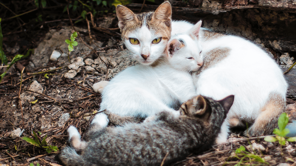 Outdoor cat and kittens