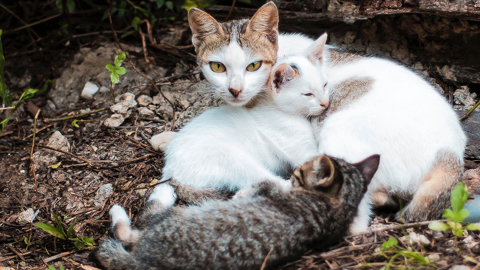 Cat Colonies Trap and Return