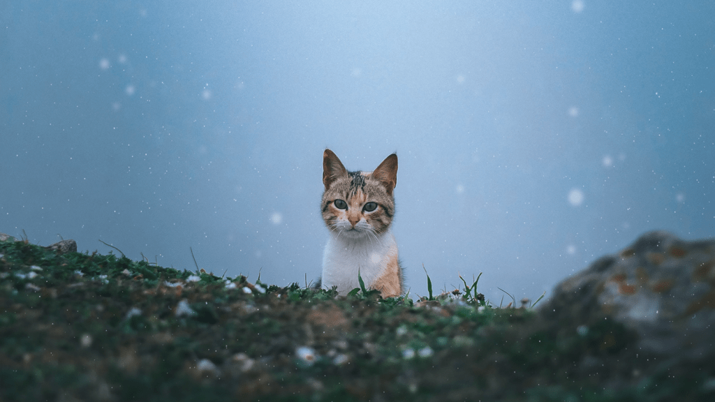 Outdoor cat in the rain