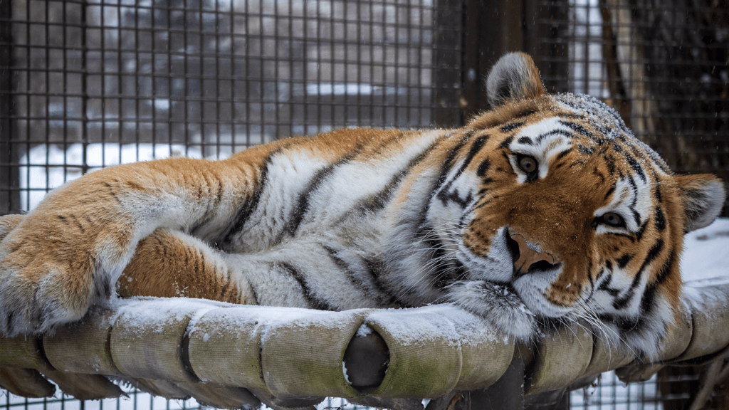 Tiger in cage