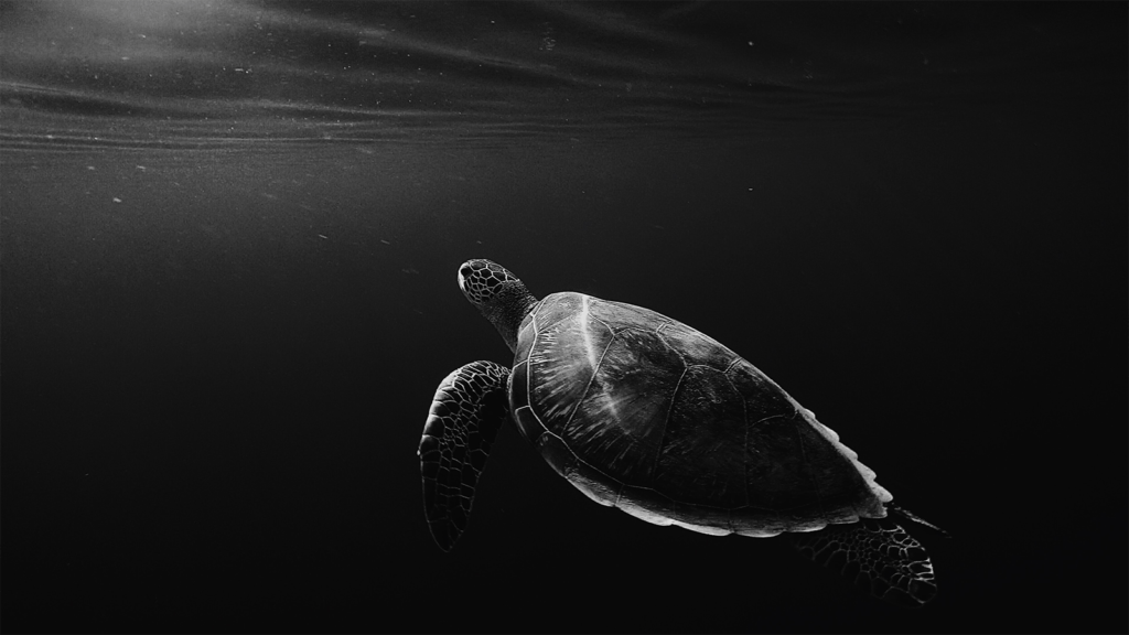Turtle in the sea