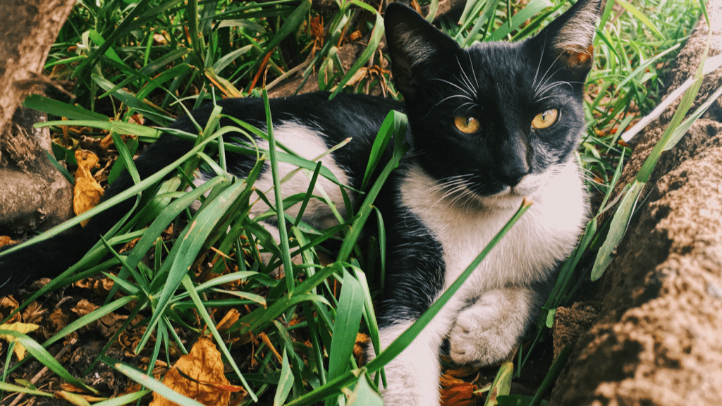 stray cat