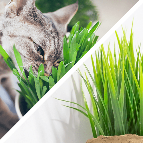 Cat grass cat safe plant
