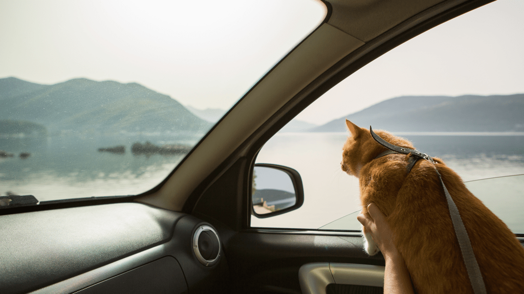 Cat in car looking out window