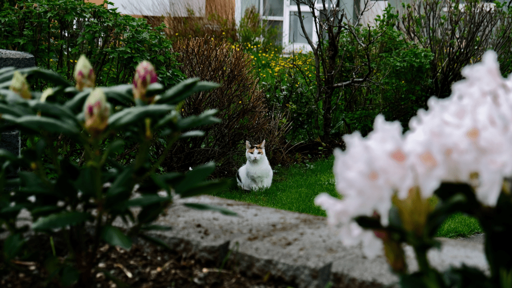 Cat outside house