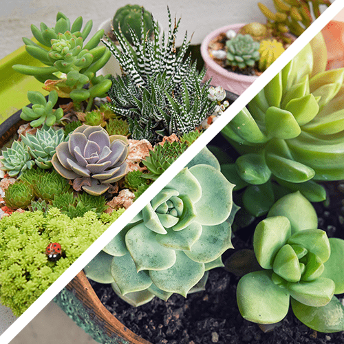 Echeveria cat safe plant