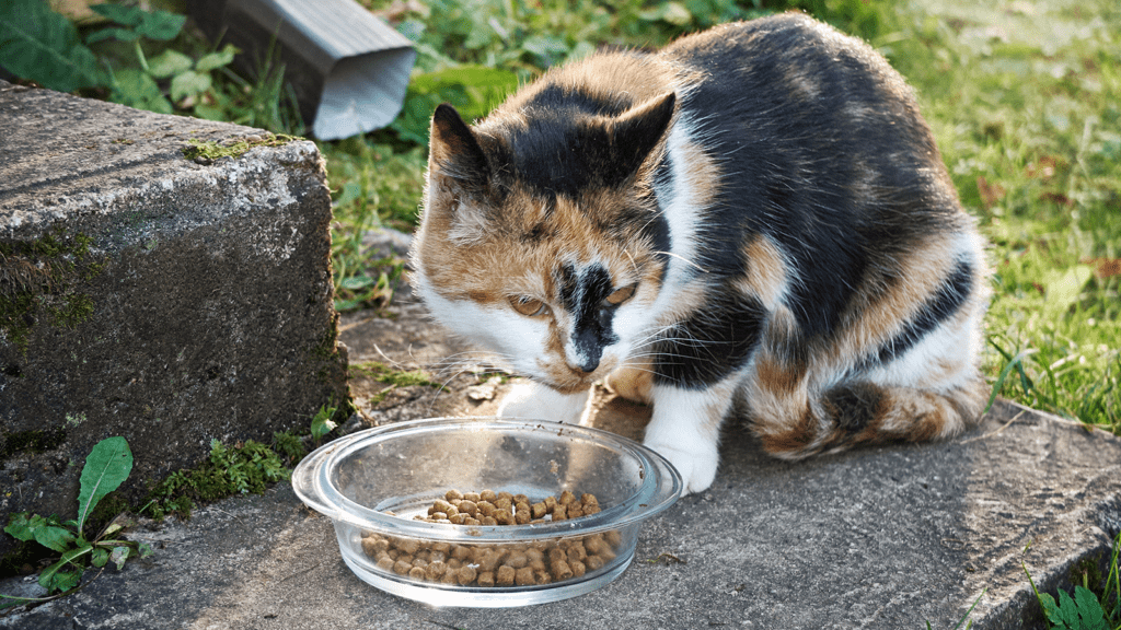 Stray cat eating