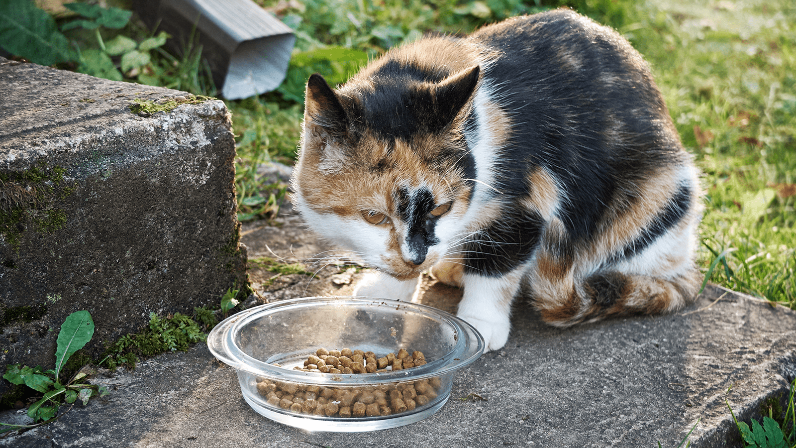 Stray cat clearance to indoor cat