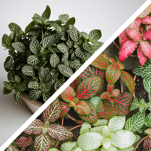 Fittonia cat safe plant
