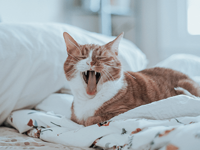 Happy foster cat