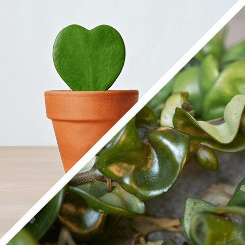 Hoya cat safe plant
