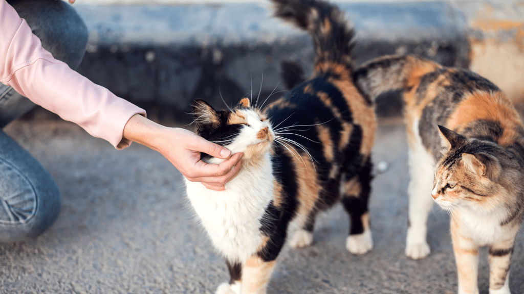 Meeting a cat for adoption