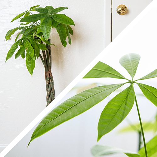 Money tree cat safe plant