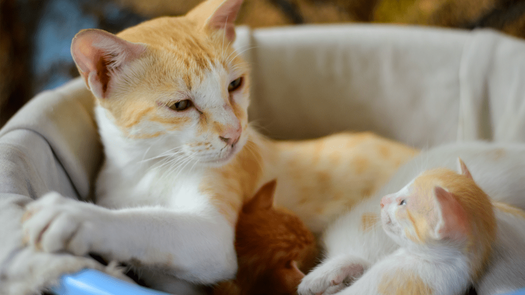 Mother cat and kittens
