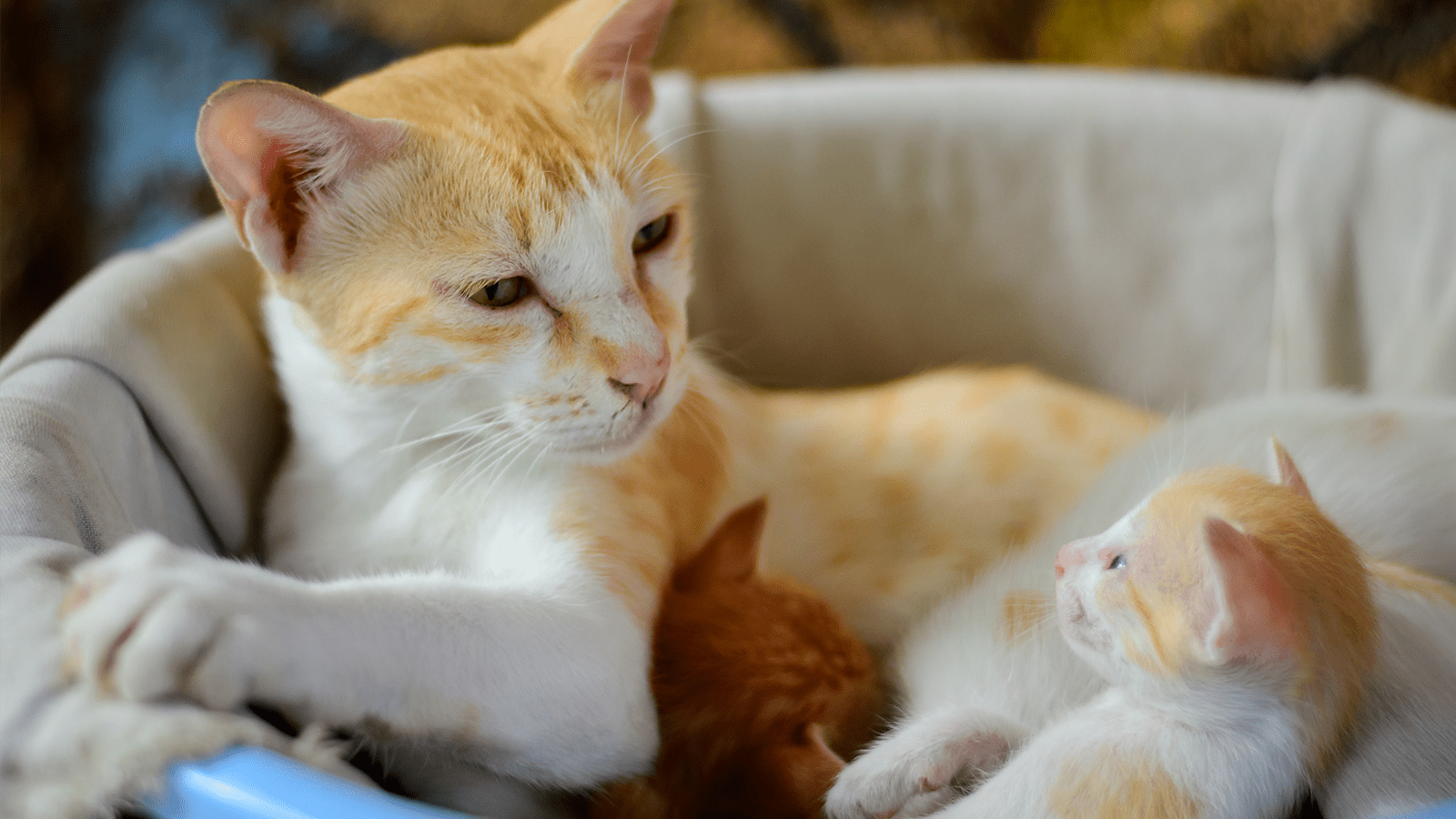 What Is Kitten Season?