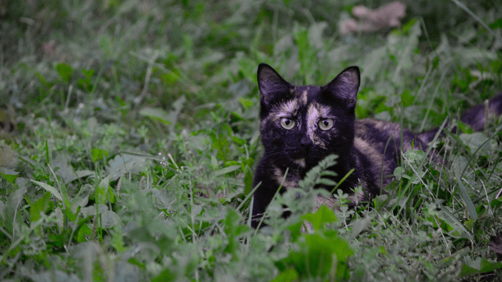 Tortie outdoor cat