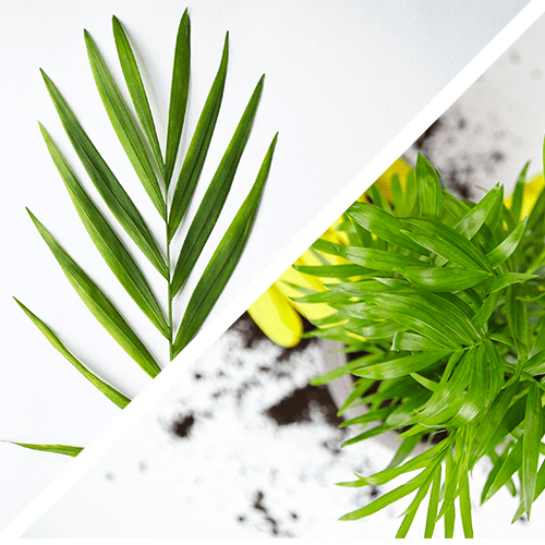 Parlor Palm cat safe plant