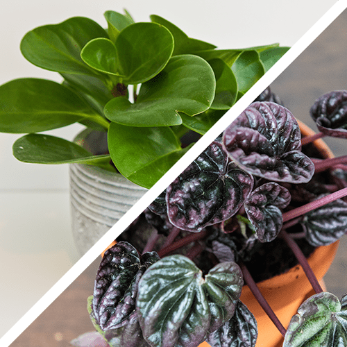 Pepermoia cat safe plant