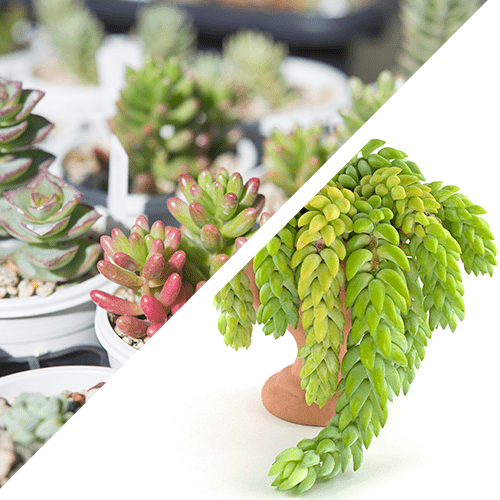 Sedum cat safe succulent