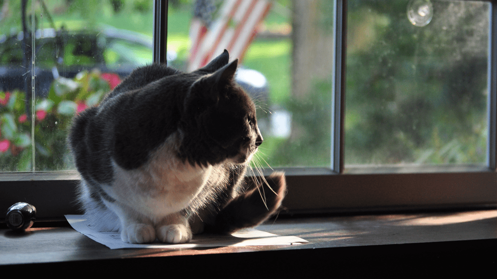 Shelter cat pet