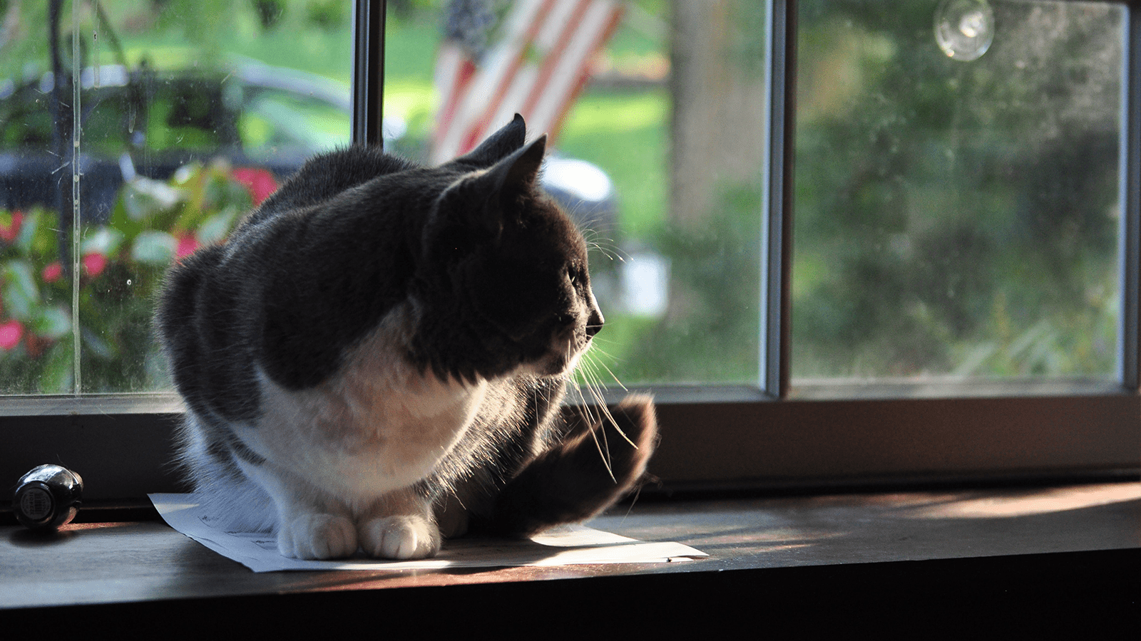 21 Reasons Why You Should Adopt A Cat