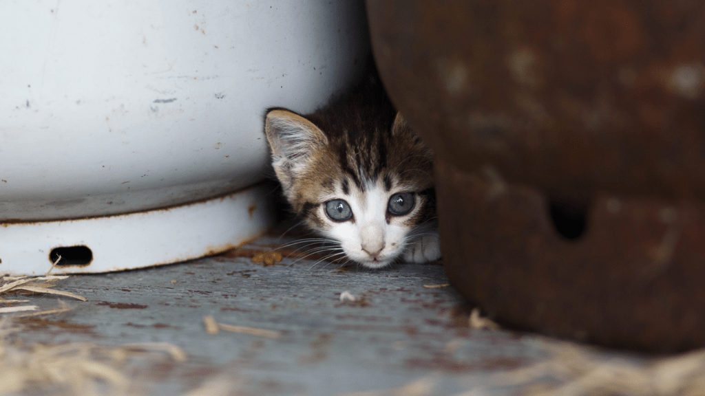 stray kitten hiding