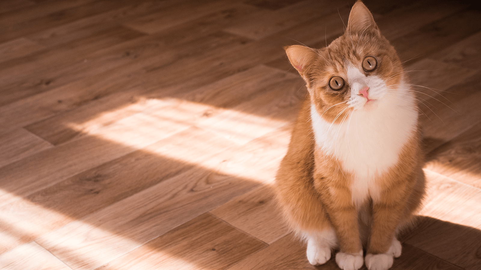 How To Surrender a Pet