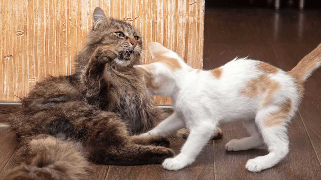 Two cats play fighting