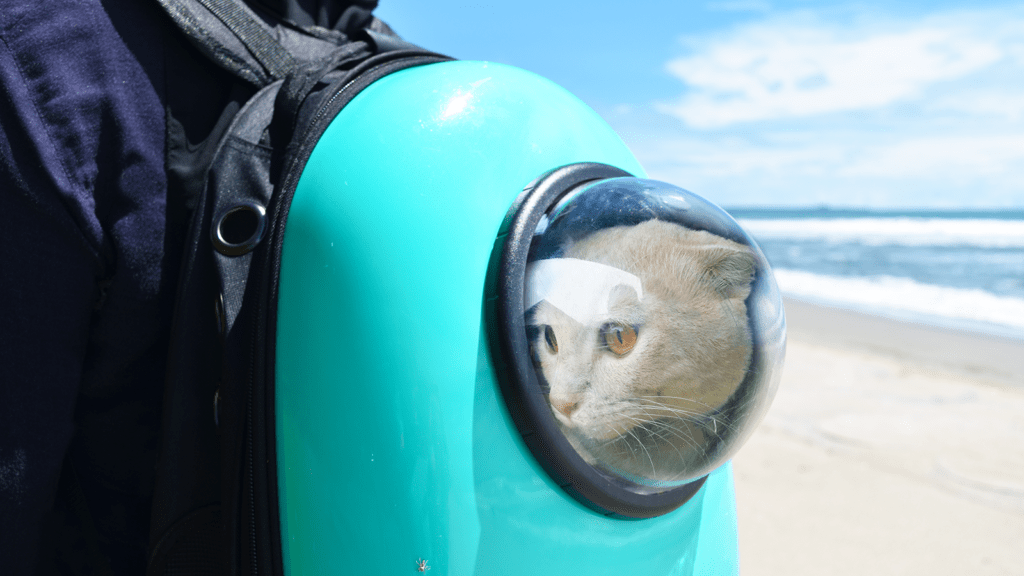 Cat backpacking