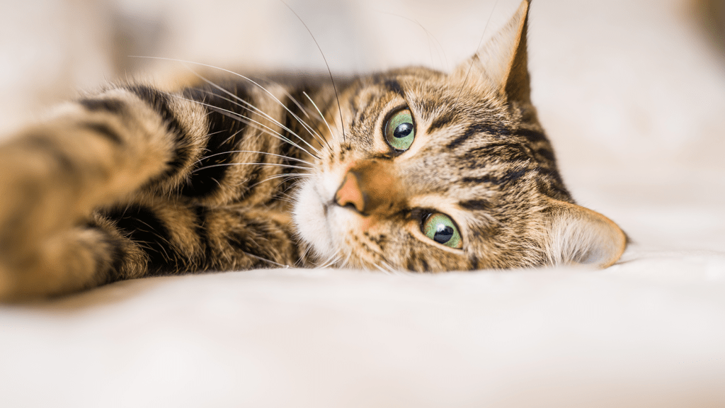 Cat laying