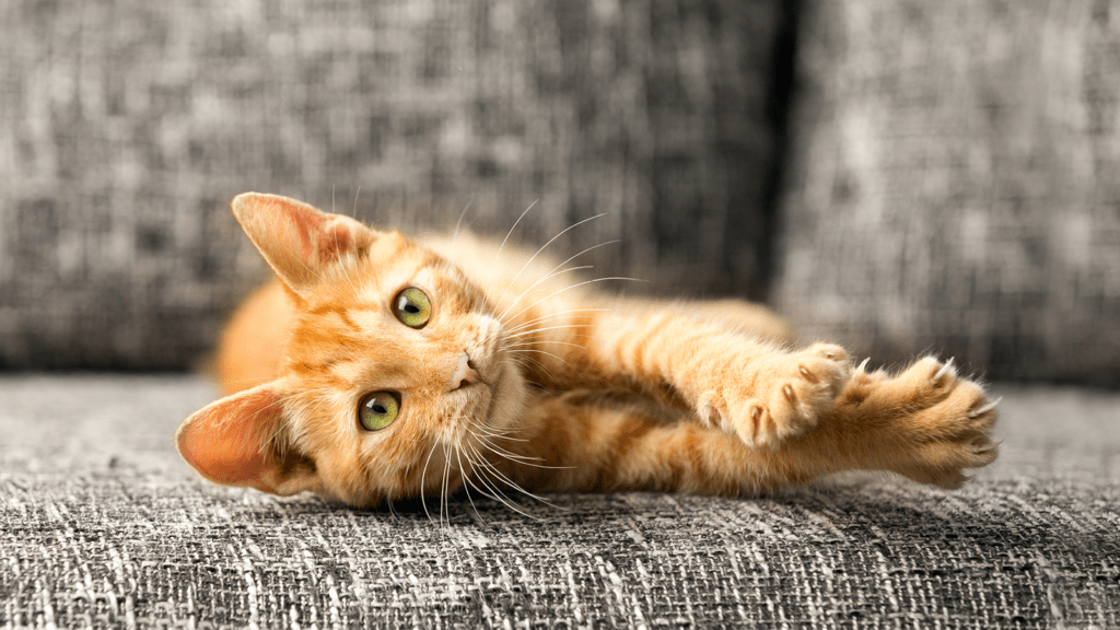 Cat laying with claws