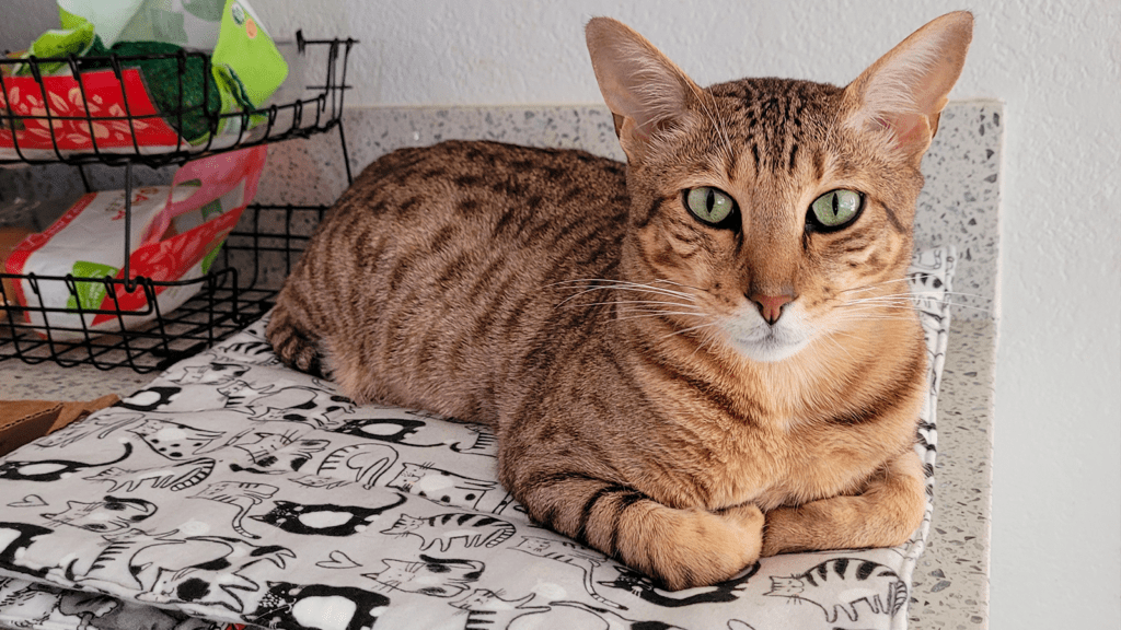 Savannah Cat Loaf Dro