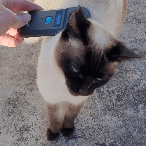 Cat being scanned for microchip