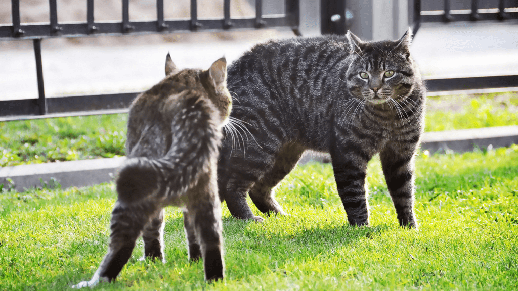 Cats with tails puffed